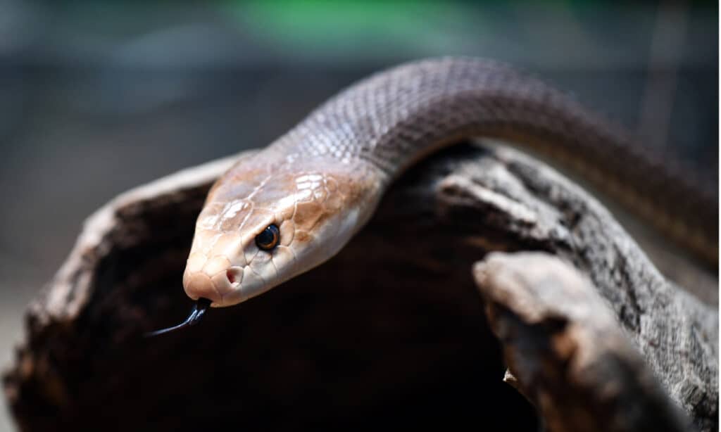 Un colpo alla testa di un taipan costiero che agita la lingua