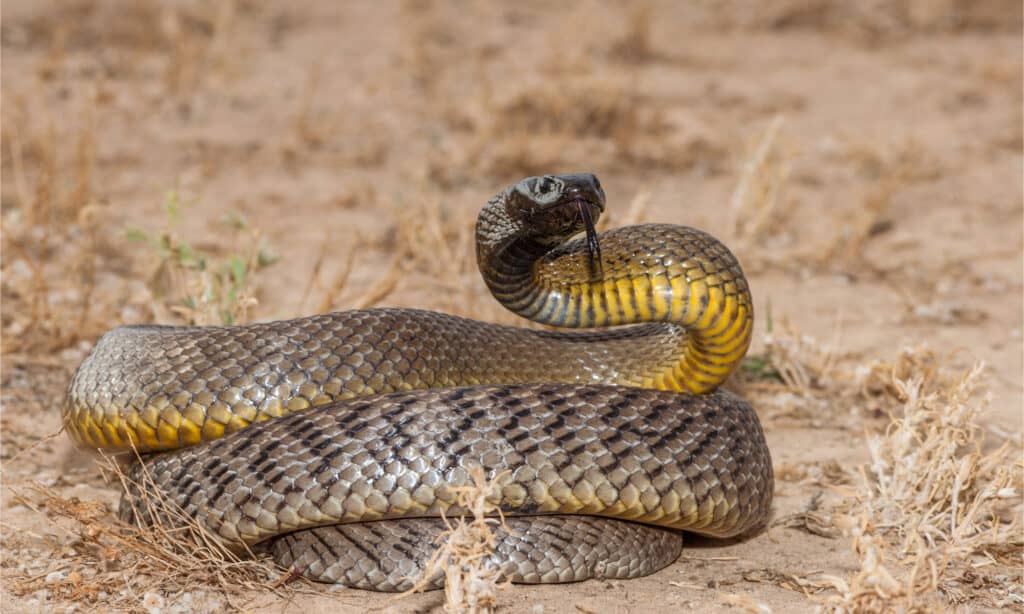 Un taipan dell'entroterra in una posa minacciosa