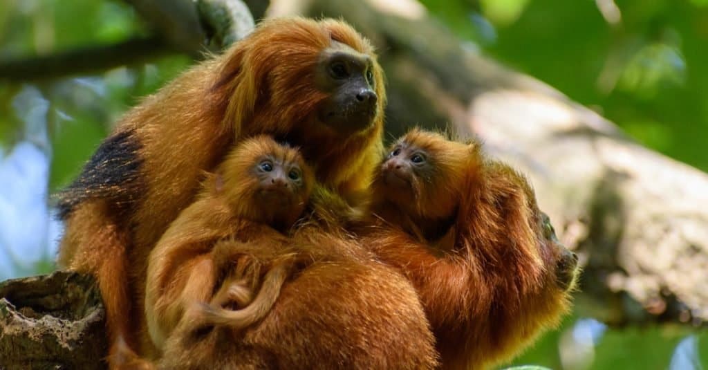 Golden Lion Tamarin famiglia seduta su un albero