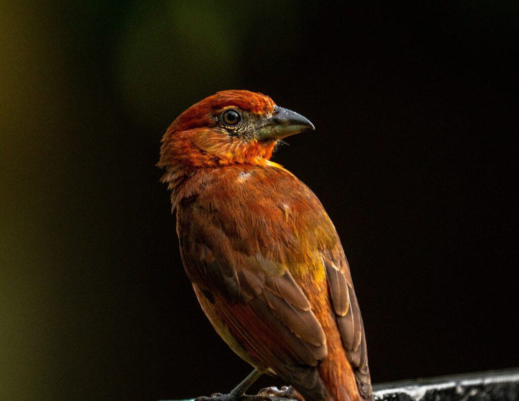 Tanager epatico maschile su sfondo nero