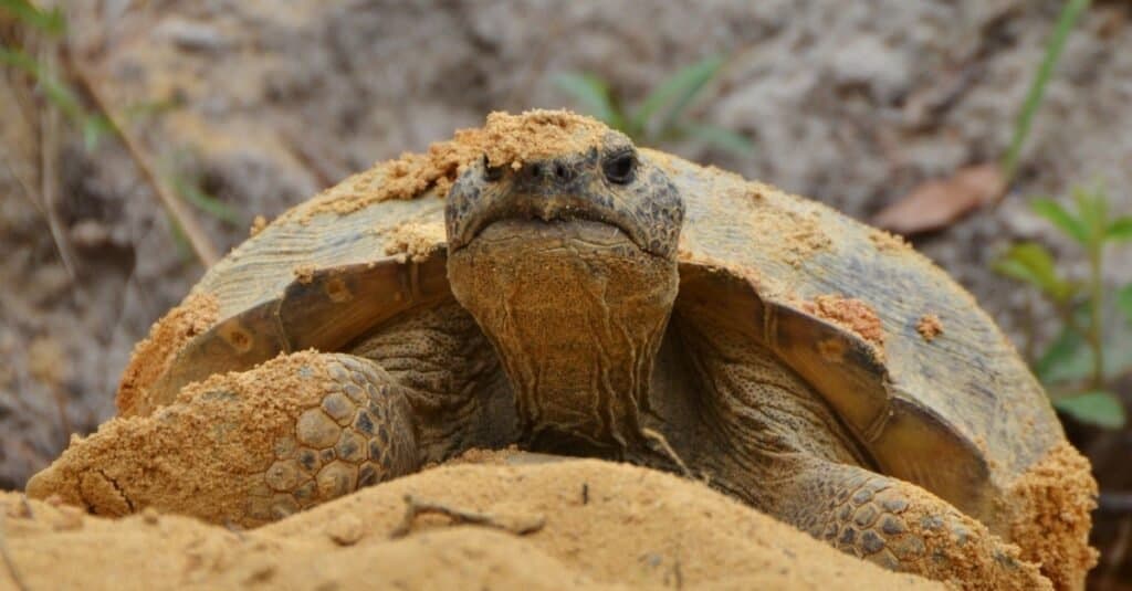 Una tartaruga gopher (Gopherus polyphemus) emerge dal suo asino.  La tartaruga gopher è una specie in via di estinzione che si trova negli Stati Uniti meridionali.