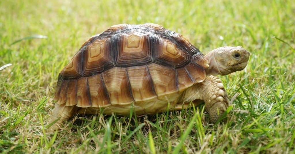 Tartaruga di Sulcata che cammina sull'erba (Centrochelys sulcata