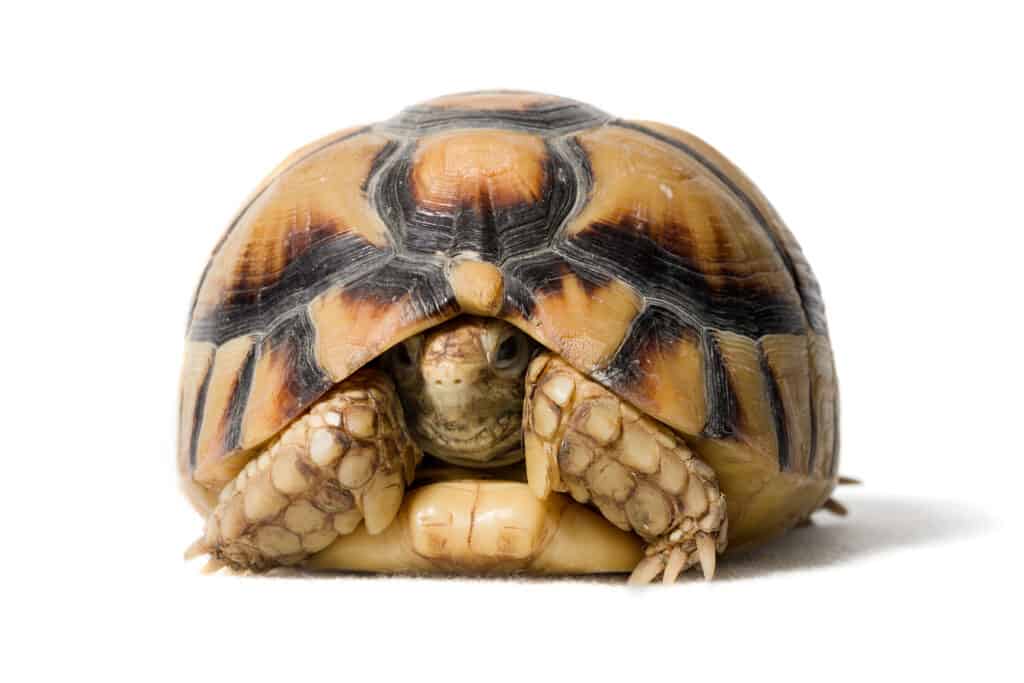 Tartaruga egiziana