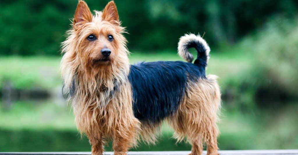 Australian Terrier in piedi sull'attenti