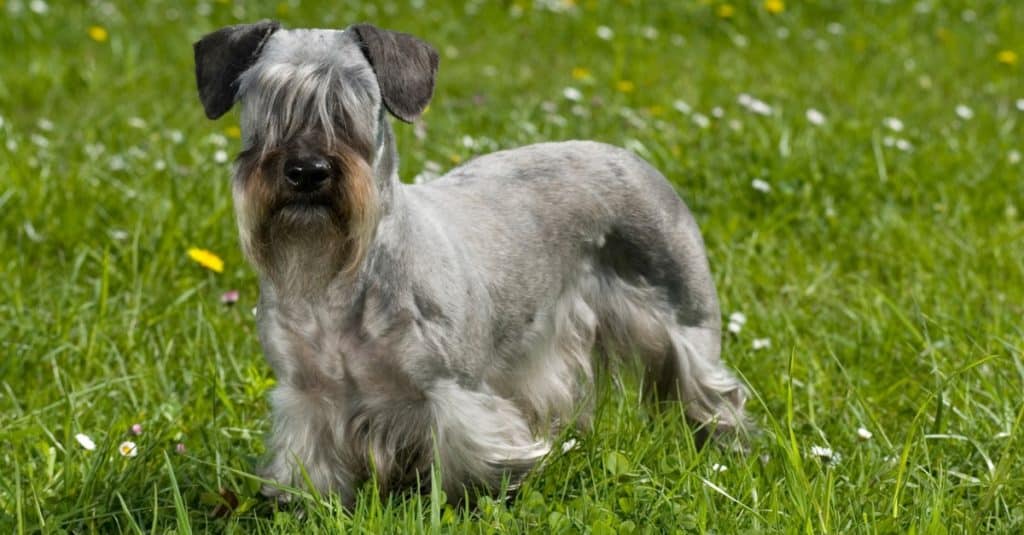 Cesky terrier in piedi in un prato fiorito