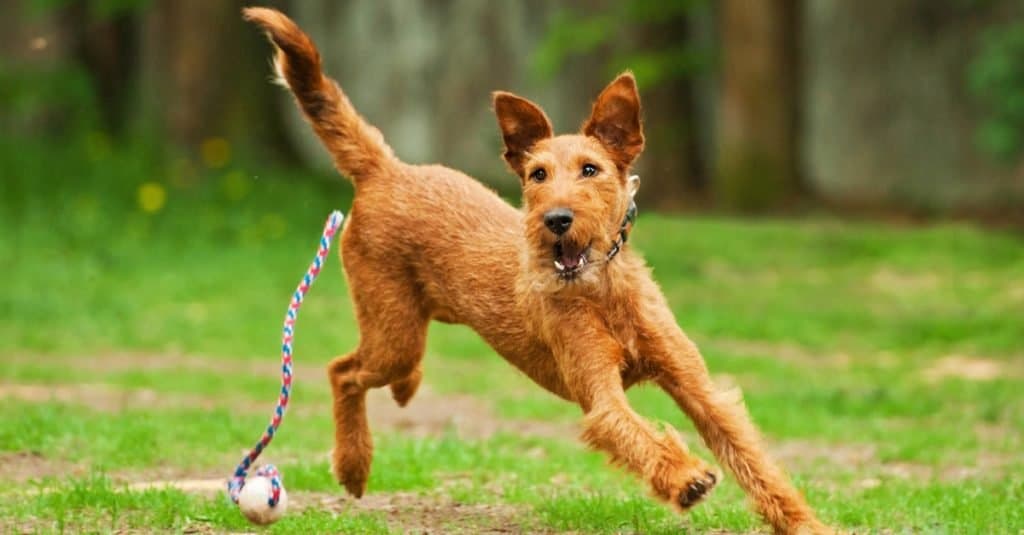 Terrier irlandese che gioca con la palla
