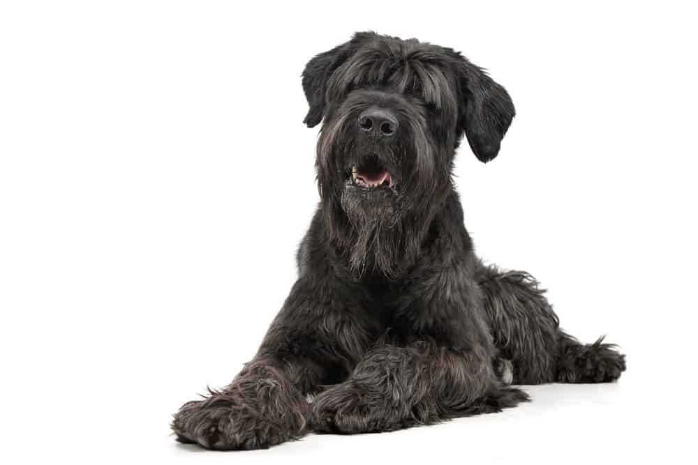 Terrier nero russo isolato su sfondo bianco