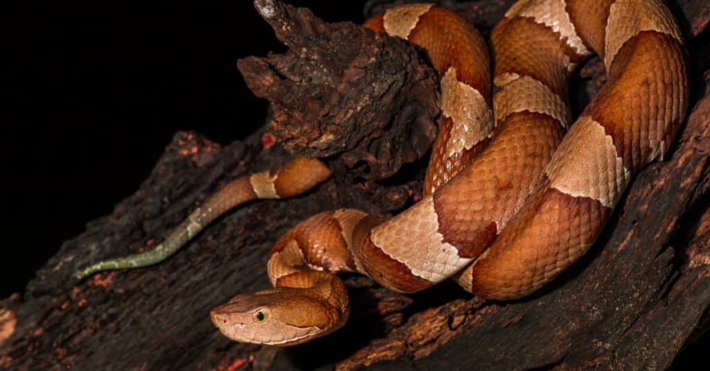 testa di rame vs serpente a sonagli