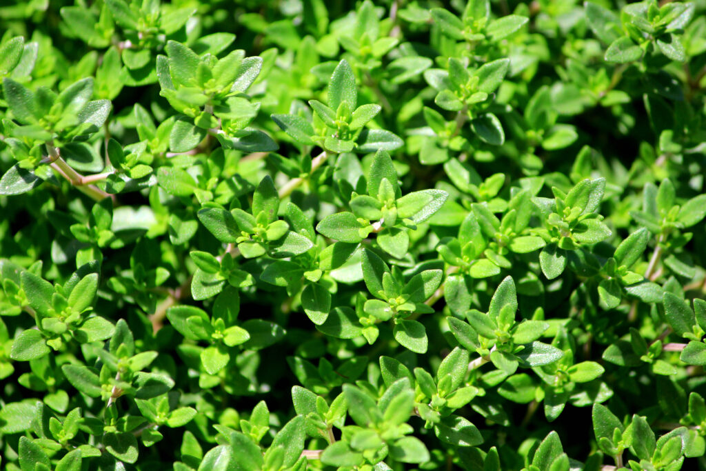 Giardino delle erbe aromatiche al timo francese
