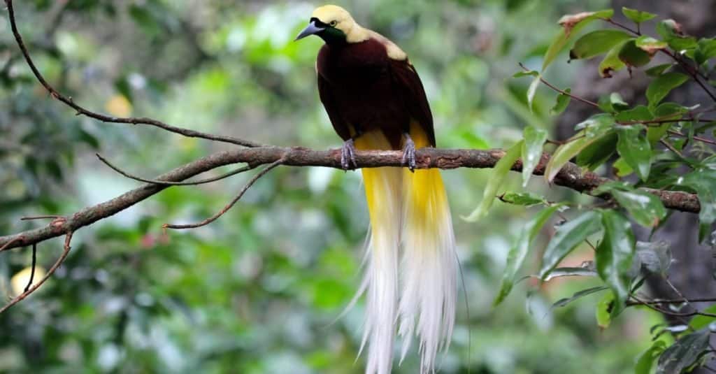 Bellissimo uccello del paradiso seduto su un ramo.