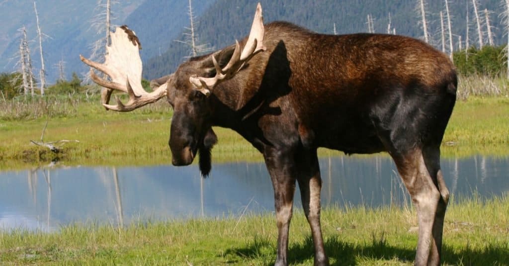 Animali più alti: alce dell'Alaska