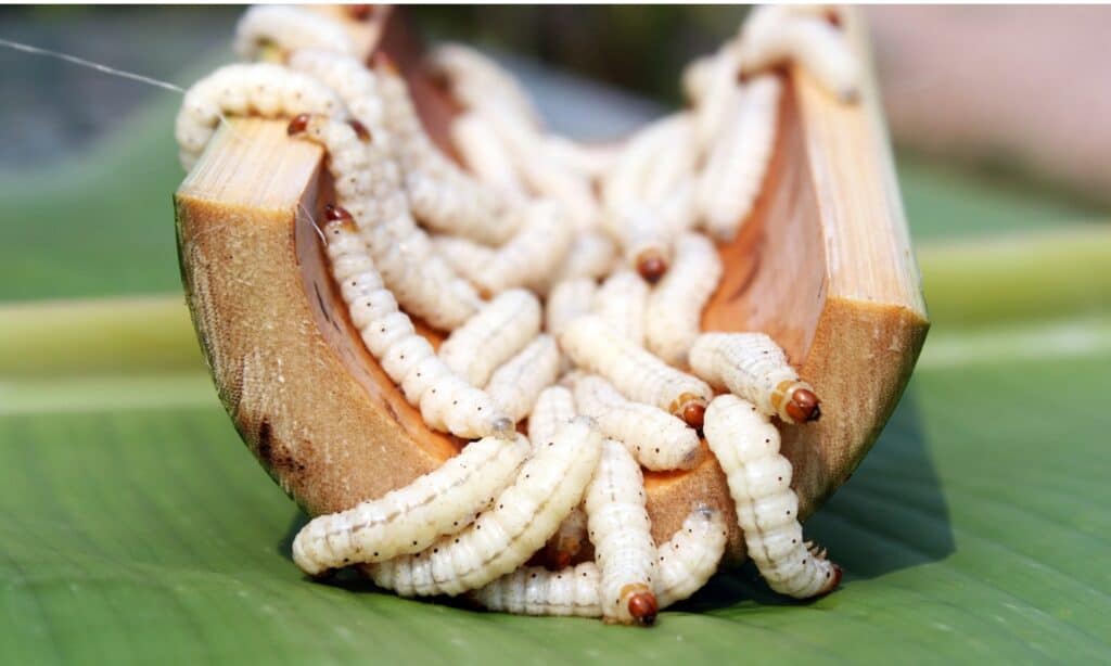 Bamboo Worms di solito ha una lunghezza del corpo di circa 3,5-4 cm.