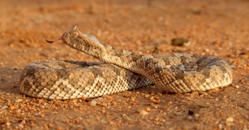vipera cornuta che agita la lingua.