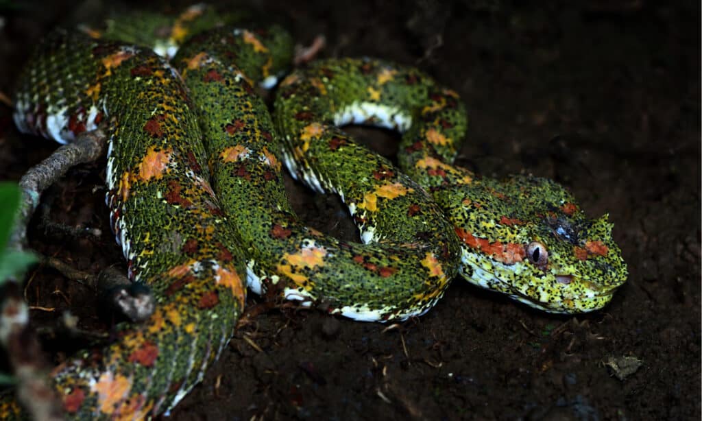 Una pericolosa vipera delle ciglia, Bothriechis schlegelii, nella foresta pluviale del Costa Rica.  Il serpente può essere di tonalità audaci di verde e giallo.