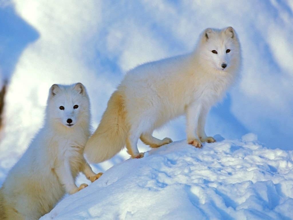 Coppia di volpi artiche in piedi insieme su snowhill, allerta