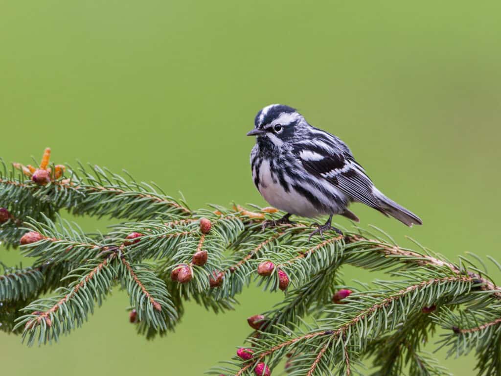 Trillo in bianco e nero appollaiato su un albero di pino su uno sfondo verde