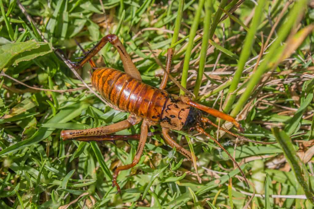 Weta gigante