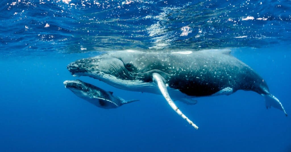 madre e bambino megattera che nuotano insieme