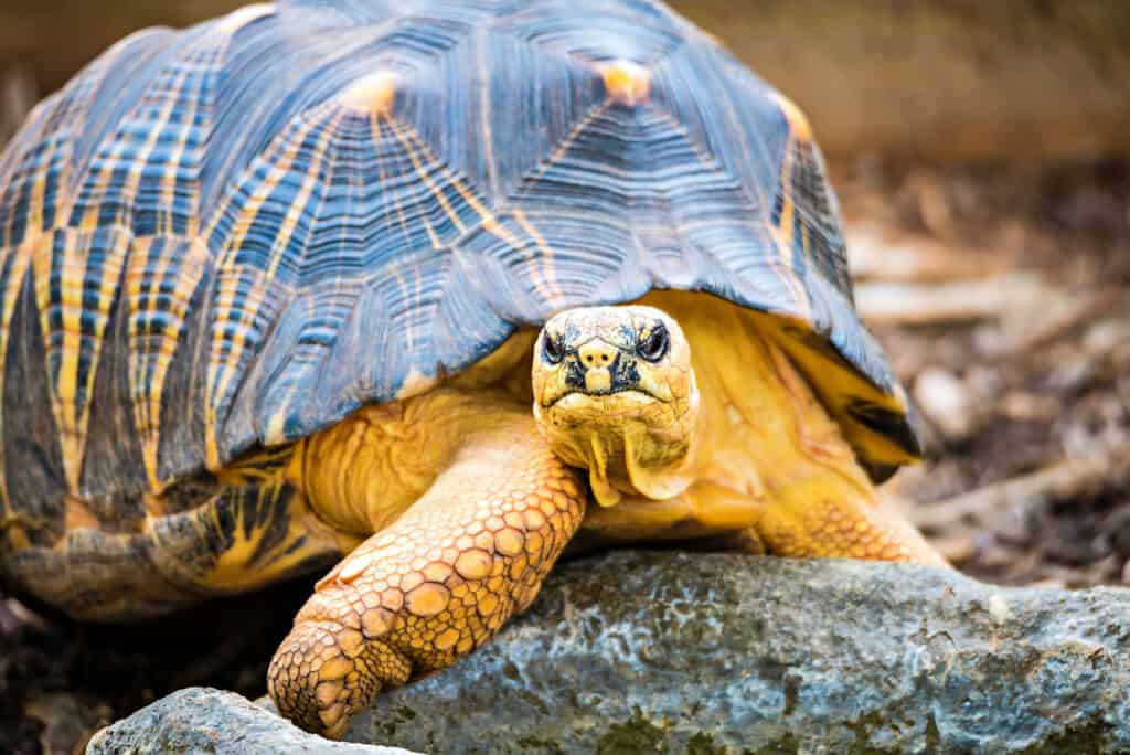Tartaruga muschiata dal dorso di rasoio (Sternotherus carinatus)