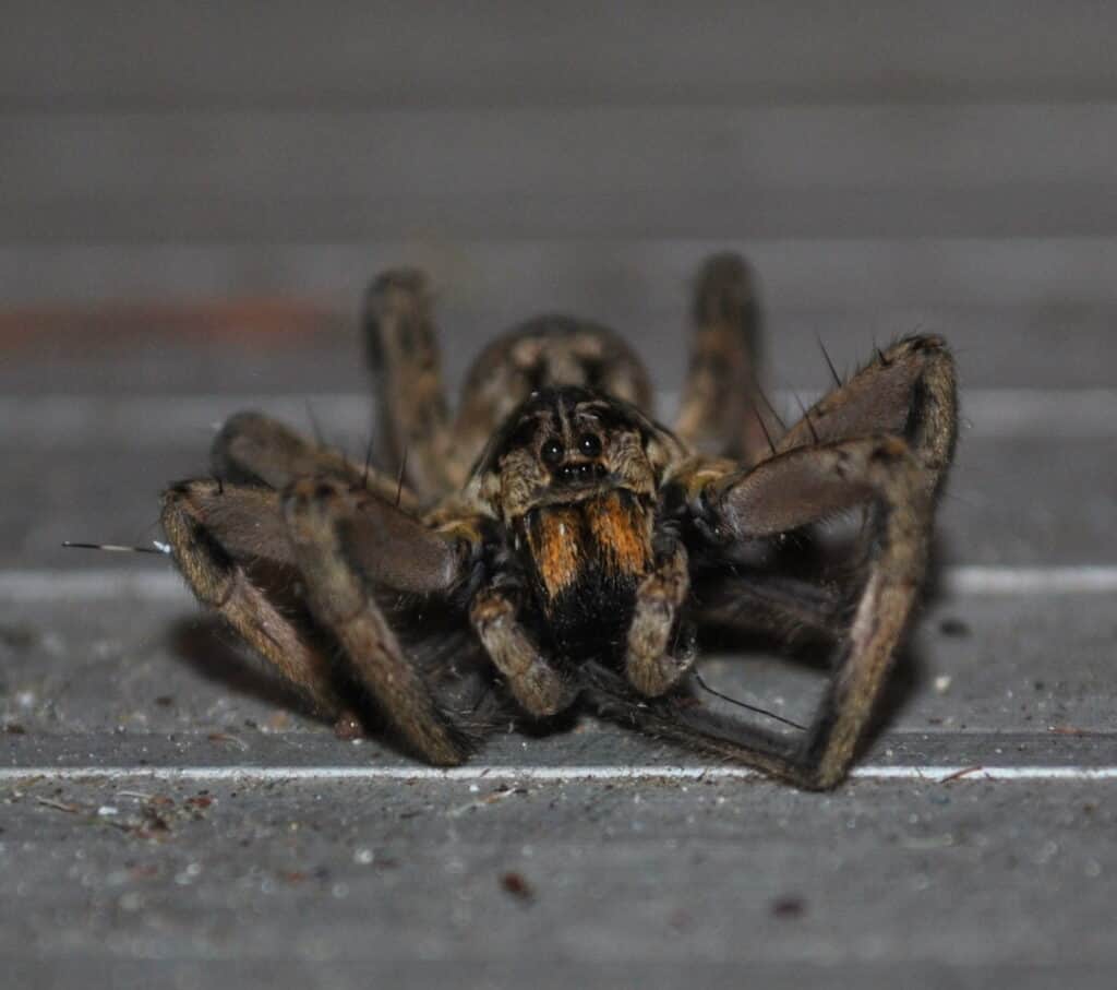 Ragno lupo (Hogna baltimoriana)