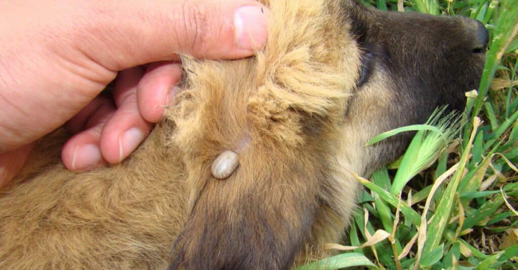 Una zecca di cane sull'orecchio di un cucciolo.