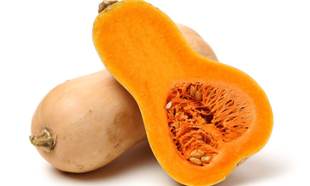zucca butternut 2
