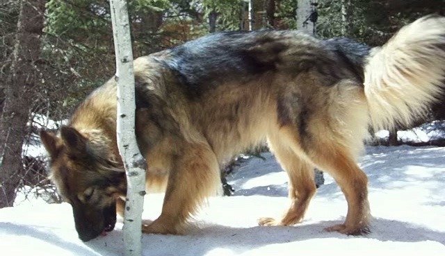 Un alsaziano americano di zibellino dorato, Shepalute