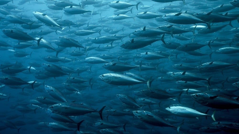 Bonito School alle Galapagos