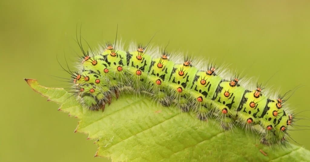 Un bruco di falena imperatore (Saturnia pavonia) che si nutre di una foglia di rovo.