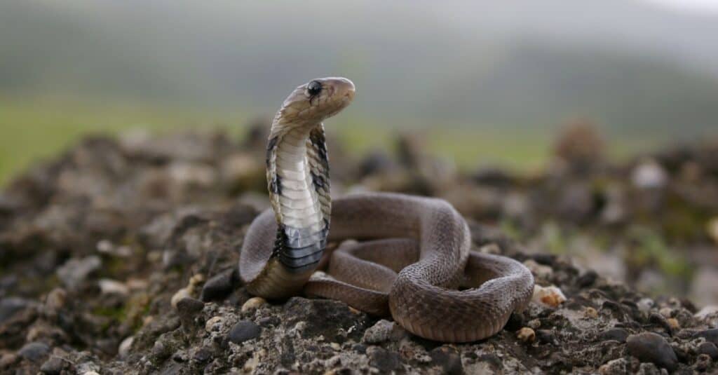 cobra indiano giovanile