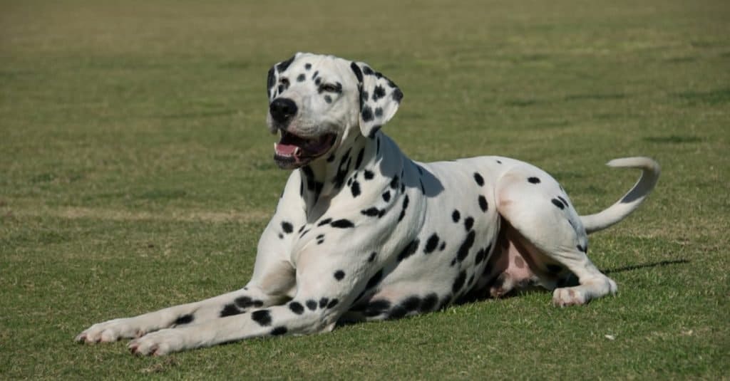 Cane dalmata sull'erba