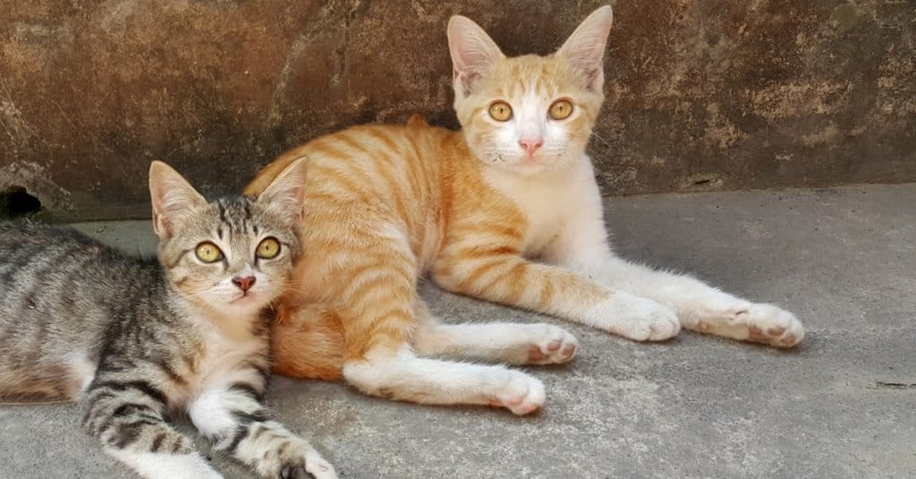 Due gatti giavanesi che riposano fuori nel giardino.