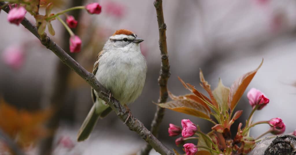 Un passero scheggiato in un albero in fiore