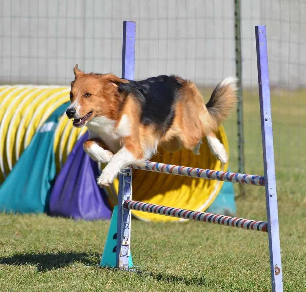 Pastore inglese che salta su un salto in una prova di agilità del cane