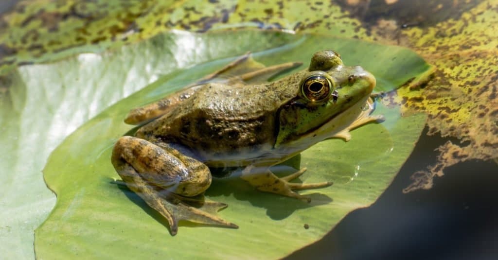 Rana toro americana su una ninfea