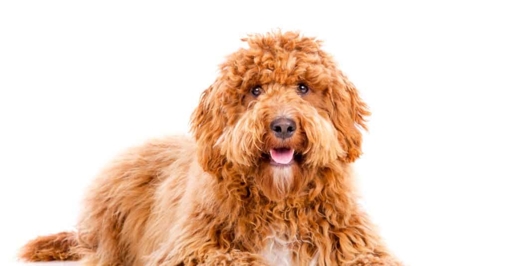 Irlandese Doodle adulto con uno sfondo bianco