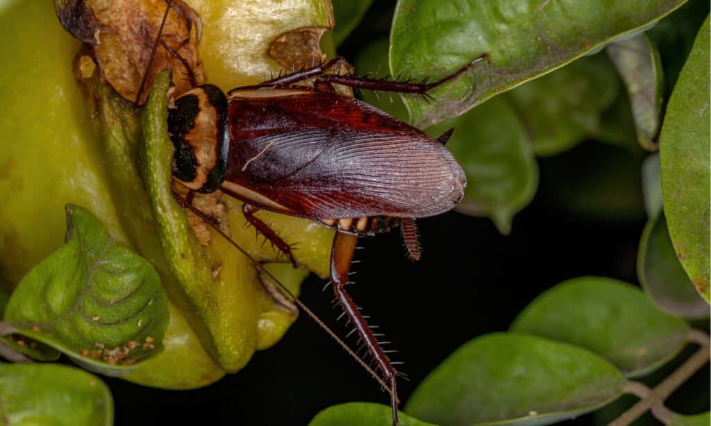 Blatta australiana (Periplaneta australasiae) che mangia il frutto della carambola.