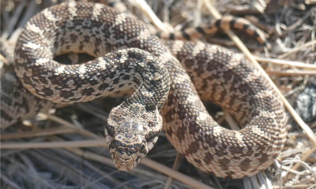 Il Bullsnake è simile al Western Rattlesnake.  Presenta macchie dorsali nere, marroni, rossastre o bianche su fondo giallo, color crema o beige.