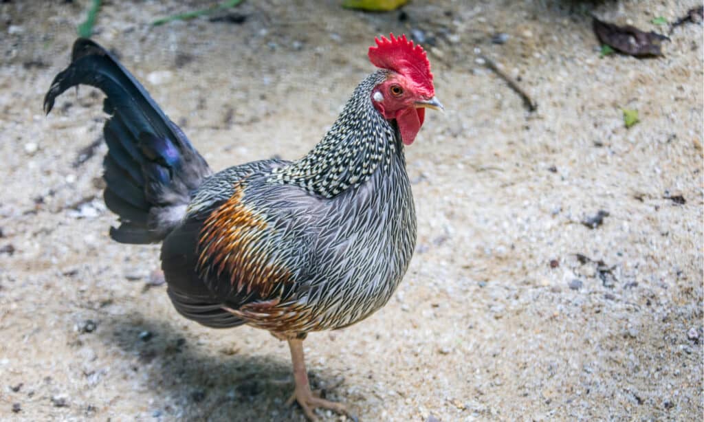 Il maschio grigio junglefowl (Gallus sonneratii).  È uno degli antenati selvaggi degli uccelli domestici insieme agli uccelli della giungla rossi e ad altri uccelli della giungla.  Questa specie è endemica dell'India.