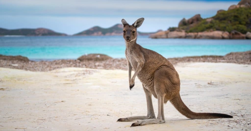 Canguro a Lucky Bay nel Cape Le Grand National Park vicino a Esperance, Western Australia