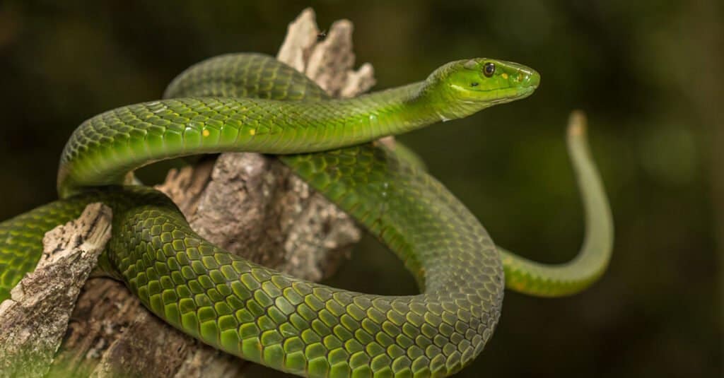 Mamba verde orientale