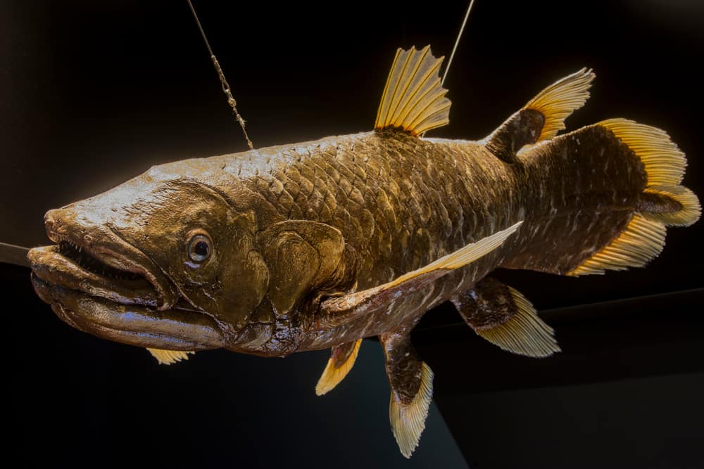 animali che si pensava fossero estinti che furono trovati vivi
