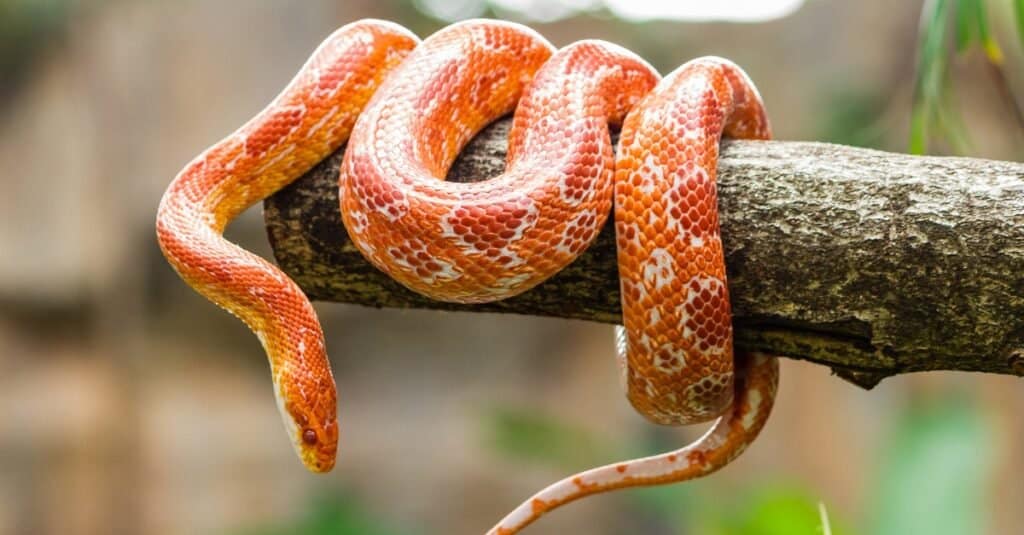 serpente di mais avvolto intorno al ramo dell'albero