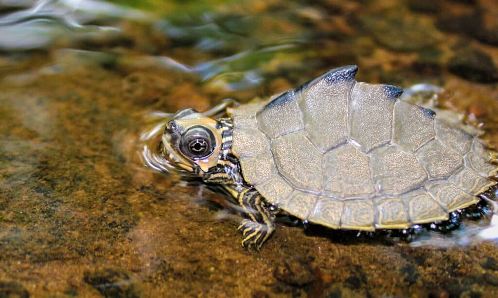 Mappa dell'Alabama Tartaruga (Graptemys pulchra)
