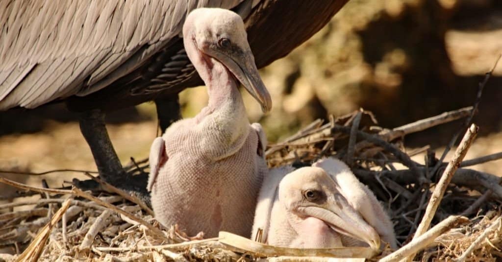 Cosa mangiano i pellicani?  - Una coppia di pulcini di pellicano nel nido
