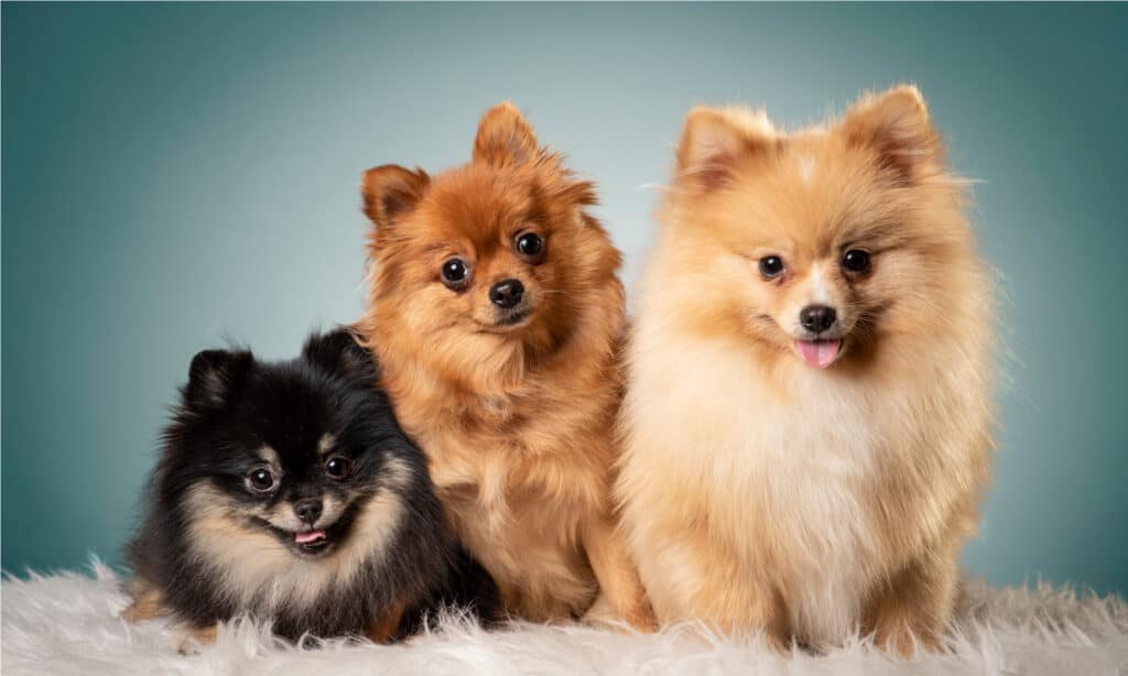 cibo per Pomerania