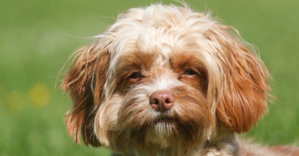 Cane Cavapoo seduto nell'erba