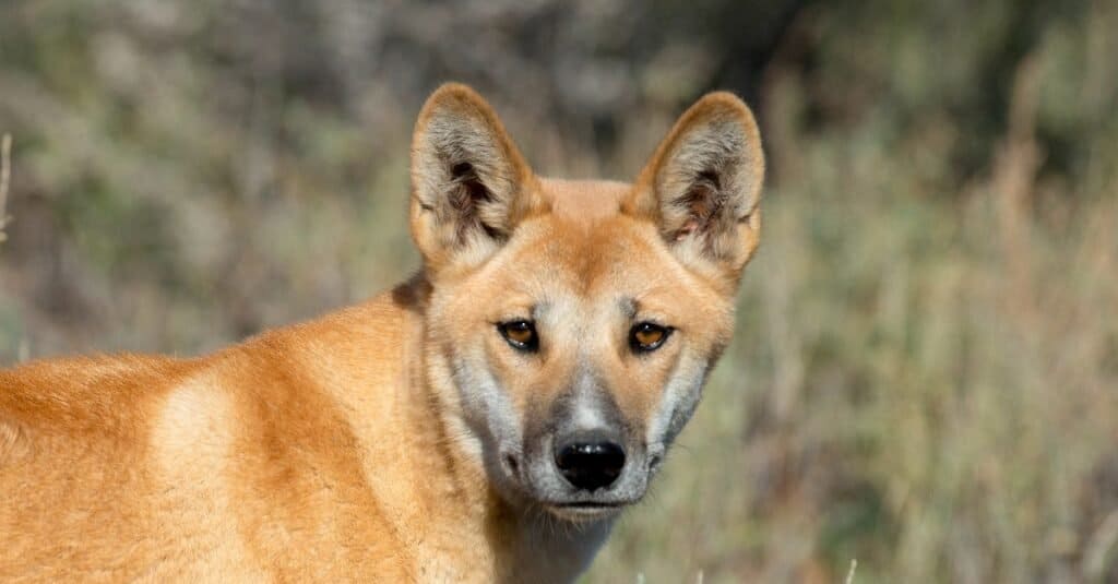 Gli animali più feroci