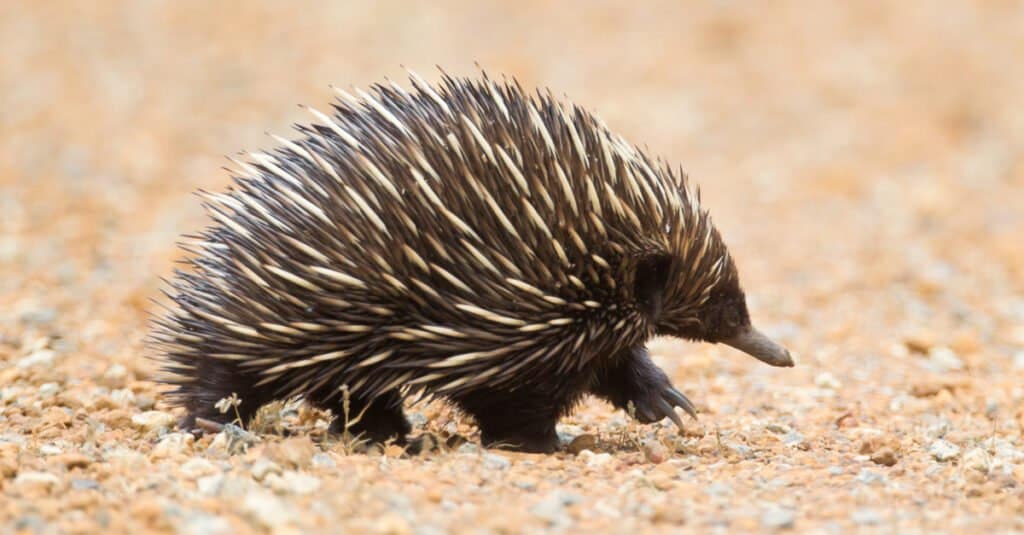 echidna contro riccio