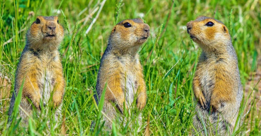 tre roditori in un campo